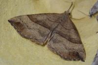 Hypena proboscidalis