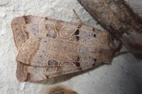 Eugnorisma depuncta