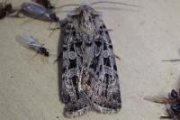 Chersotis multangula