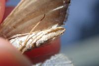 Aplocera plagiata