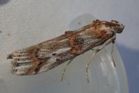 Pempelia alpigenella