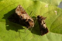 Ctenoplusia accentifera