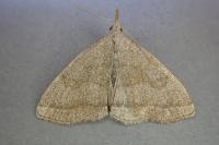 Pechipogo strigilata