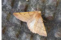 Colotois pennaria