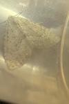 Colostygia multistrigaria olbiaria
