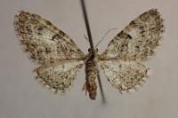 Eupithecia dodoneata