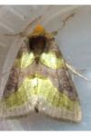 Diachrysia chrysitis