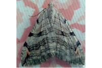 Aplocera plagiata