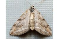Aplocera efformata
