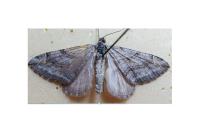 Aplocera efformata
