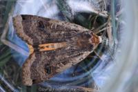 Noctua pronuba