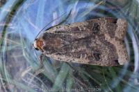 Noctua pronuba