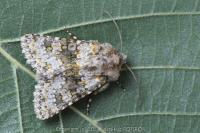 Hecatera dysodea