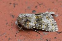 Hecatera dysodea