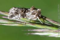 Calophasia lunula