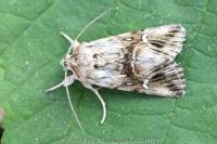 Calophasia lunula