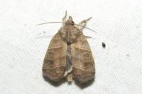 Ipimorpha retusa