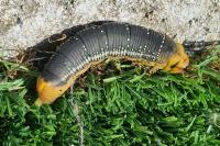 Daphnis nerii