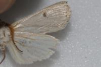 Agrotis graslini