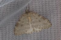 Epirrita dilutata