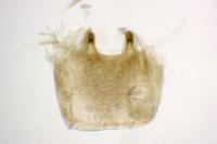 Epirrita dilutata