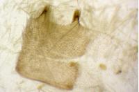 Epirrita dilutata