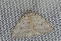 Epirrita dilutata