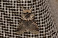 Furcula furcula