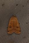 Noctua pronuba