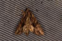Apamea monoglypha monoglypha