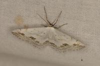 Scopula ornata