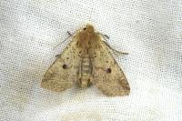 Leptologia blidaensis