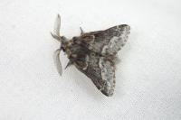 Poecilocampa alpina canensis