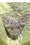 Polymixis flavicincta flavicincta