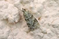 Scoparia ambigualis/basistrigalis