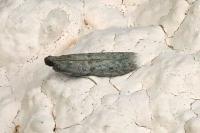 Cadra figulilella