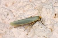 Eilema caniola
