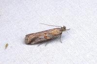 Asalebria florella