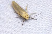 Indalia pygmaeola pallifrons