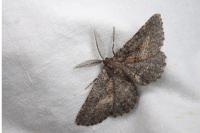 Nychiodes notarioi