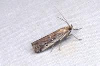 Pempeliella ardosiella venturiella