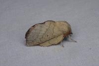 Phyllodesma suberifolia