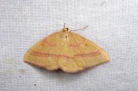 Rhodostrophia calabra