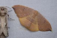 Watsonalla uncinula