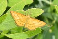 Idaea aureolaria