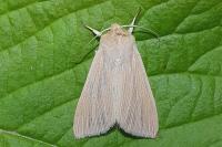 Mythimna pallens