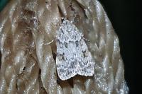 Scoparia ambigualis/basistrigalis
