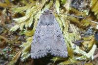 Fissipunctia ypsillon