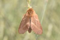 Malacosoma castrense