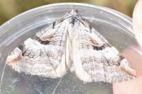 Aplocera praeformata